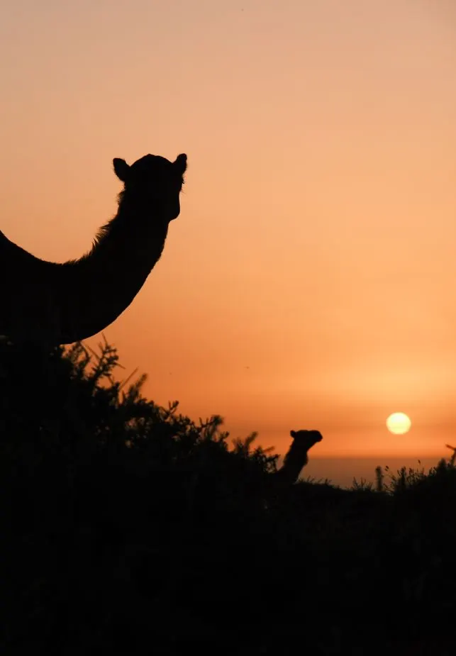 Sunset Camels