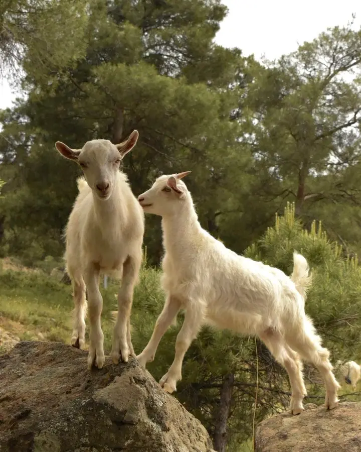 Two lively goats on rocks in a serene forest environment, exploring nature.