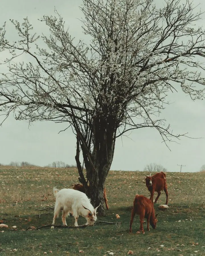 Peaceful rural landscape featuring goats grazing under a lone tree in a countryside setting.