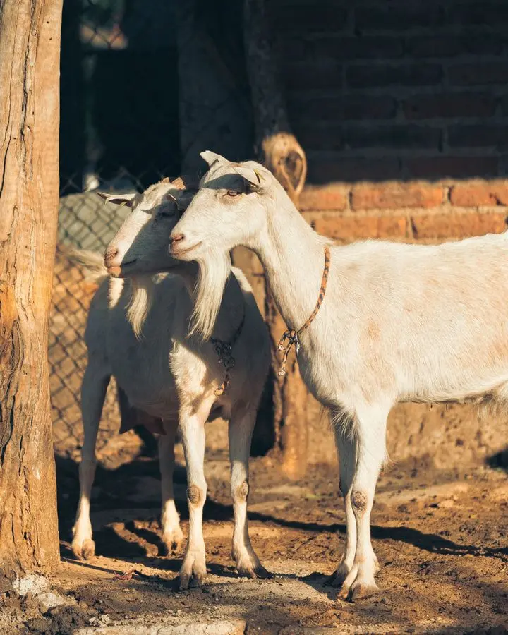 Two white goats standing by a tree and brick wall in a sunny rural farm environment.