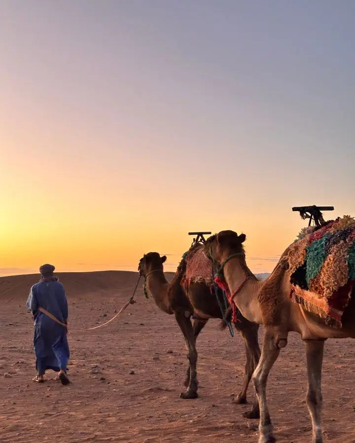 Man leading camels through desert at sunset, capturing a serene and timeless journey.