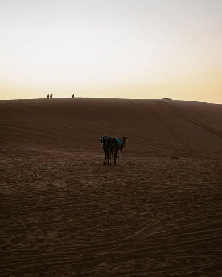 Silhouetted camels stand on sand dunes at sunset with gentle twilight sky.
