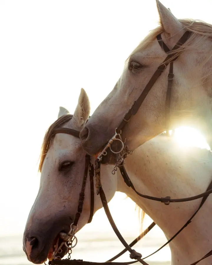 Beautiful white horses with sunlight in the background, ideal for equine themes.
