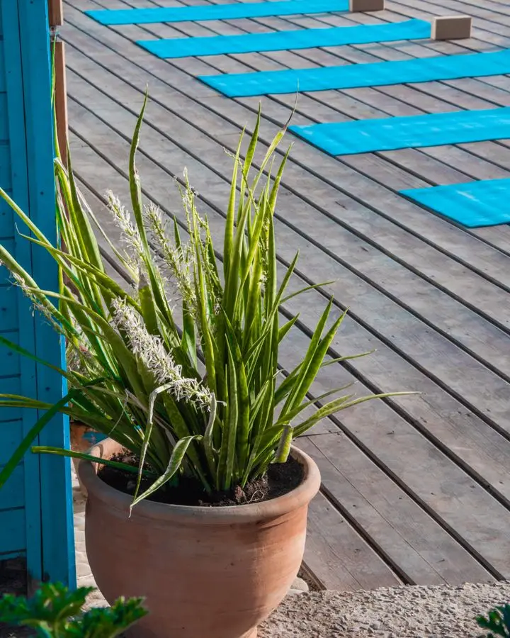 A terracotta pot with a snake plant on a sunlit deck with yoga mats laid out.